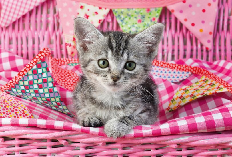 Ein weiteres Bild zum Produkt - Meine liebsten Haustierbabys