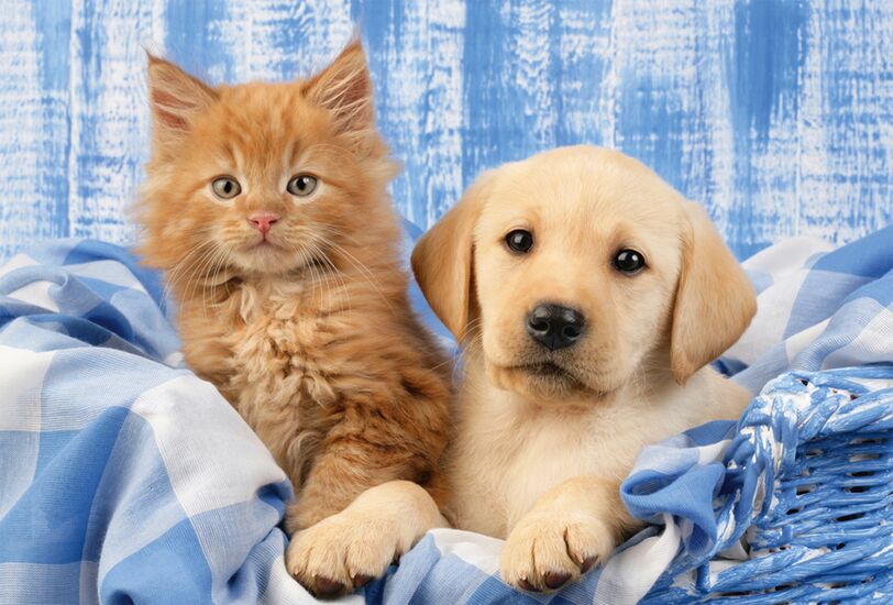 Ein weiteres Bild zum Produkt - Meine liebsten Haustierbabys