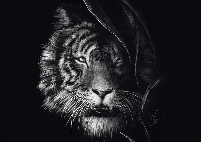 Motif du produit - Indompté – le tigre : sous le signe de la liberté  , 1000 pcs