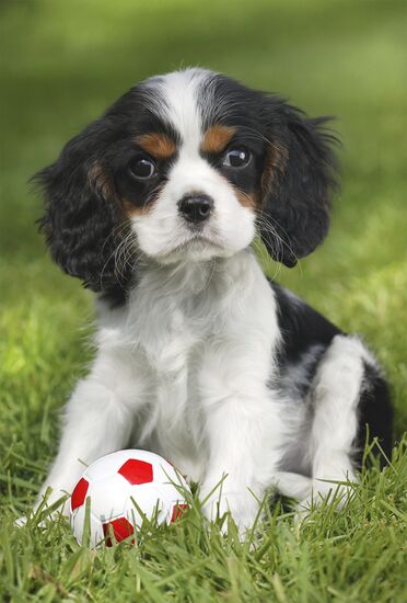 Motiv des Produkts - Meine liebsten Haustierbabys